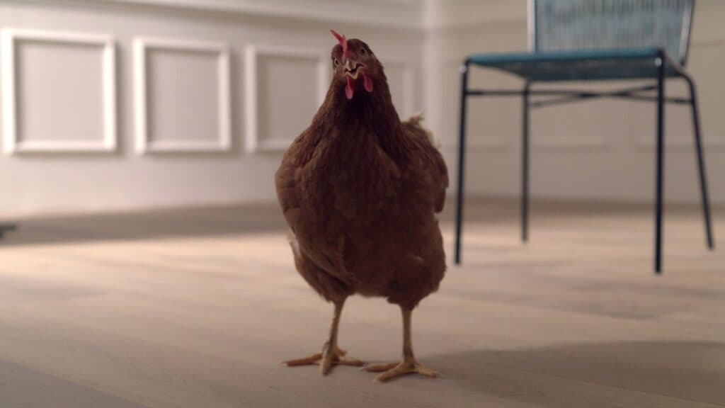 L&#8217;occhio della gallina