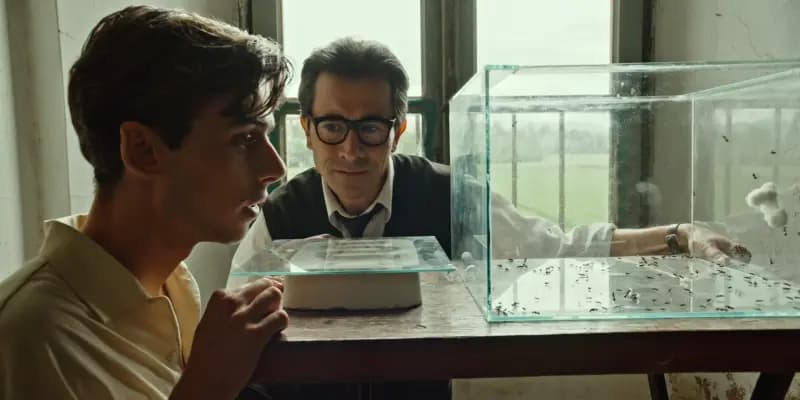 Il signore delle formiche